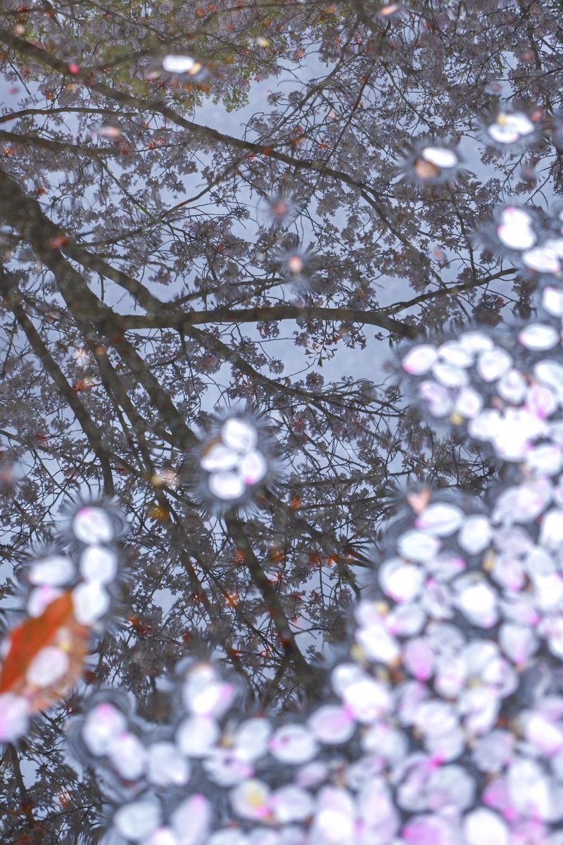 mizuki_vt's tweet image. 雨で散った桜の花が、散らせた雨が作った水たまりに映る元の木に花を咲かせる。

#Nikon #z30 #nikonz30 #写真好きな人と繋がりたい #キリトリセカイ #ファインダー越しの世界 #花