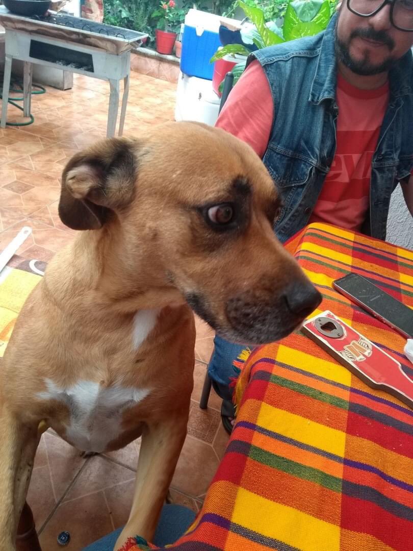 Cesar0zzy's tweet photo. @ReporTAxiLeon Podrían echarme la mano si ven a el cleofas x esa zona, carcamos, plaza mayor y parque metropolitano ya lleva tres dias perdido si lo ven tiren paro hay recompensa, @iguanomayor @pequeezquerrall @MeganoticiaLEO https://t.co/0CZrUH1EXM