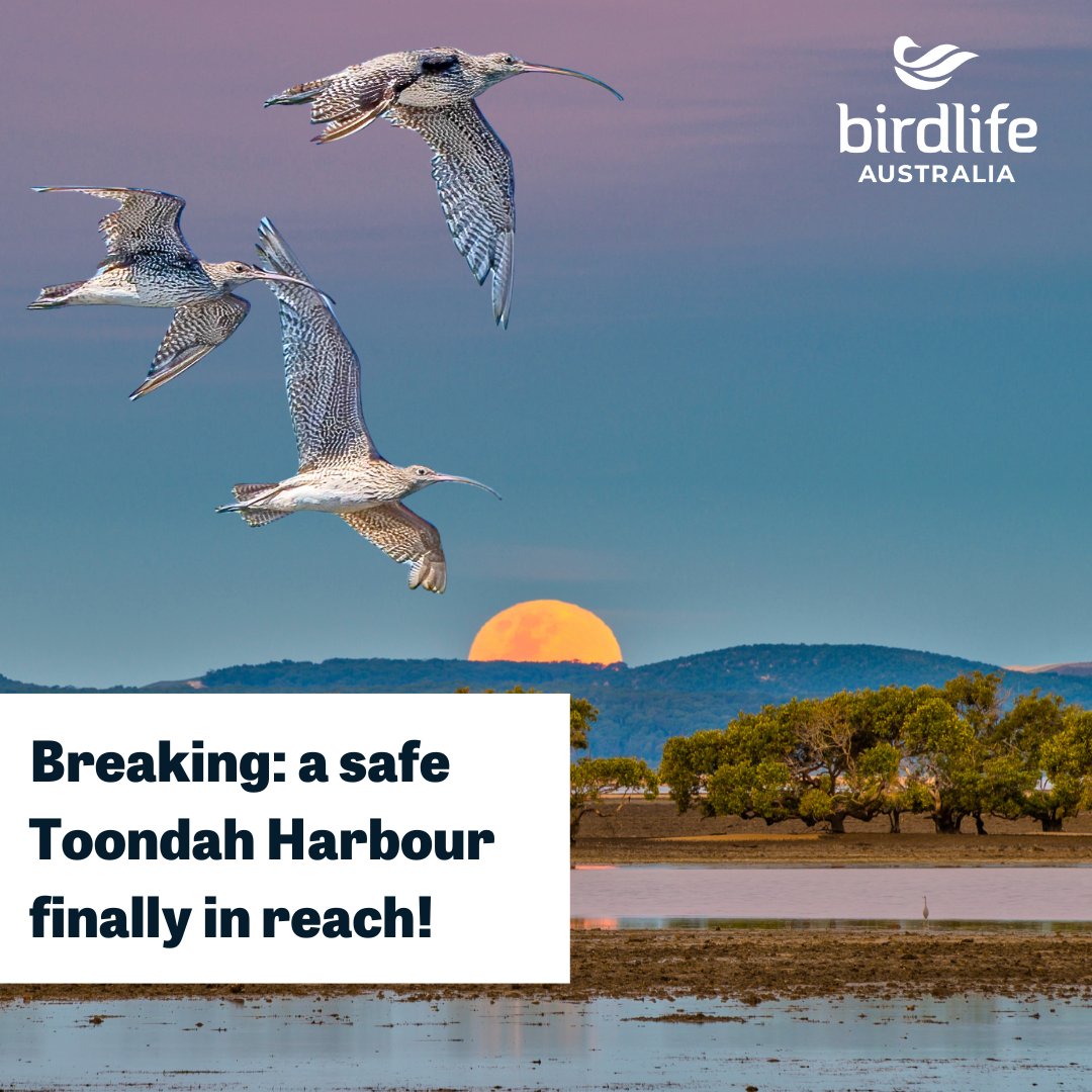 #BREAKING: A safe Toondah Harbour in reach! 🎉 We are thrilled to hear Minister Plibersek's proposed rejection of Walker Corporation's $3 billion real estate project at Toondah Harbour. Read more: birdlife.org.au/news/a-safe-to… 📸 Toondah Harbour by Judy Leitch