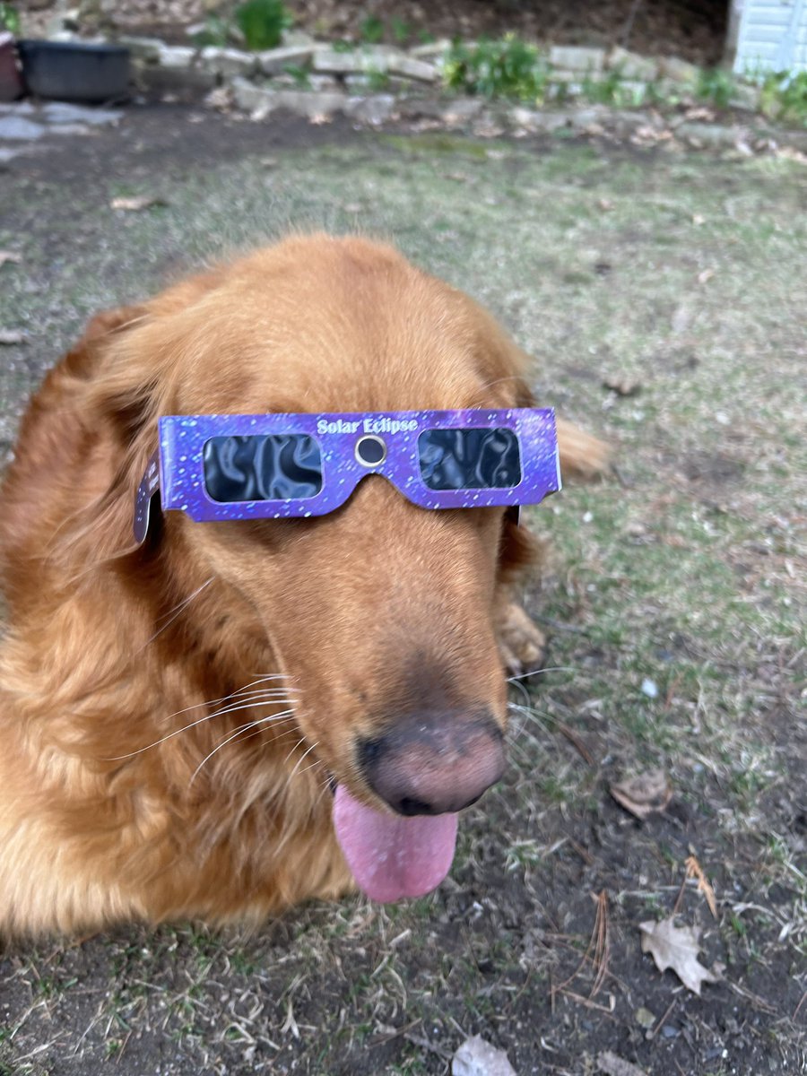 Bentley rated the total solar eclipse in #ygk and #SouthFrontenac a 10 out of 10