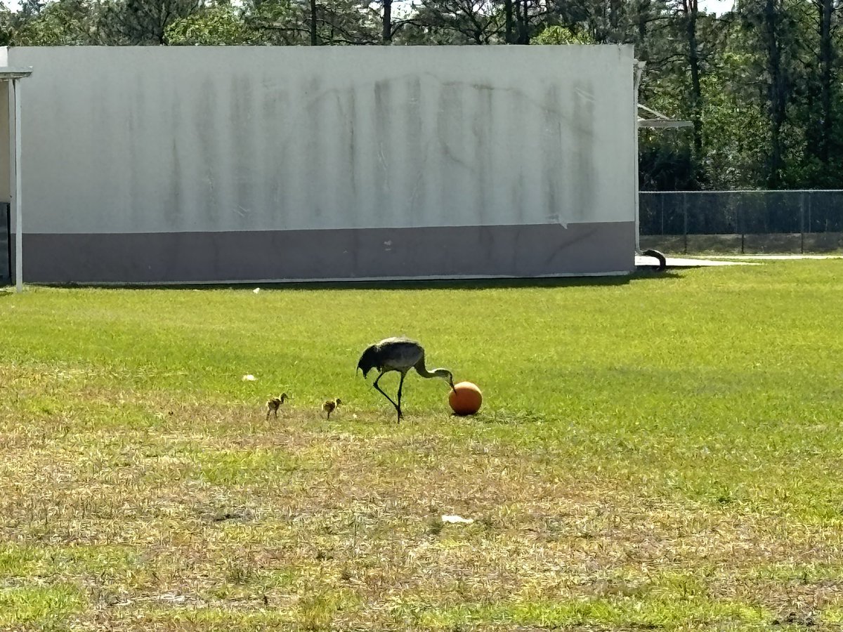 The neighborhood sandhill cranes brought their colts over during recess today! Looks like they wanted to teach the colts how to play kickball! Thank you @Tiffany_A22 for sharing these very special pictures of our Avalon wildlife. #WeAreAvalon