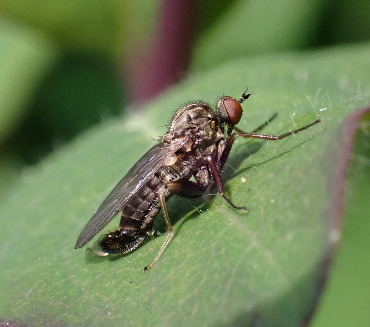 All my images of living Empididae now on Flickr. Afraid it's only a tiny proportion of the 207 British species (and nearly all Empis species) but hoping 1 or 2 might make the new @NatureBureau fly guide: flickr.com/photos/6307520…. Will try to get lots of new images this spring.