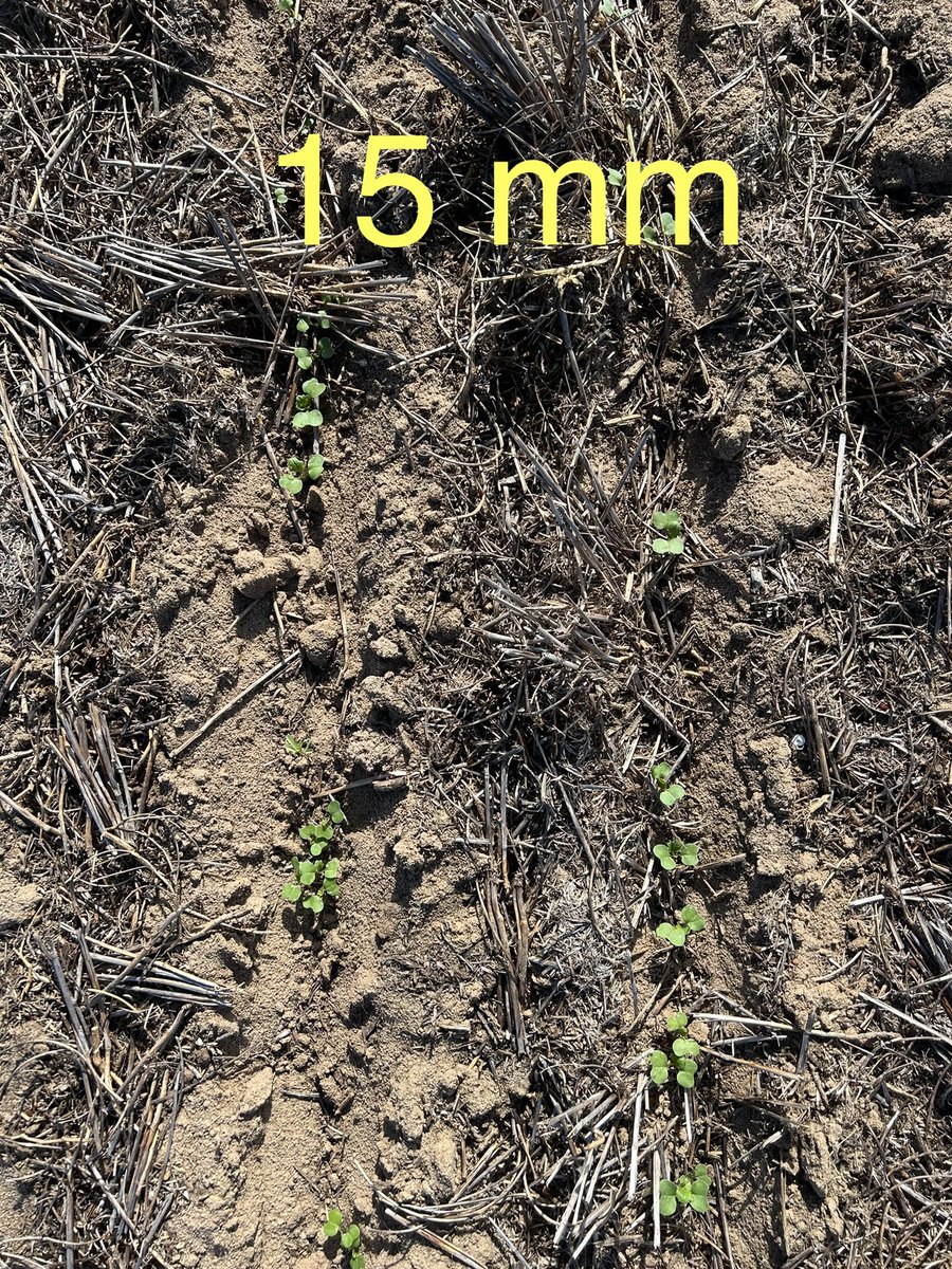 Last year we learnt as little as 5mm was enough to achieve 50% Canola establishment in April on dry Mallee sand! This year we went earlier before Easter before 4 days above 30c and we still achieved it. #canolaistough @theGRDC