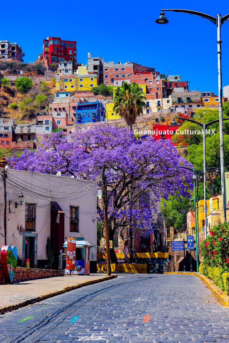 Esto es lo más bonito que verás hoy, una hermosa Jacaranda en Guanajuato. 😱😍