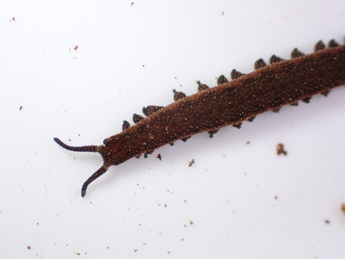 ニュージーランド南島のカギムシ三種が命名されました！！
僕も発見したことのあるPeripatoides ‘Dunedin’はタイプ産地であるオタゴ地方ダニーデンの地名であるŌtepotiに因んでPeripatoides otepotiとなりました。
論文オープンアクセスなんで皆さんも目を通してみましょう!!!
mdpi.com/2075-4450/15/4…