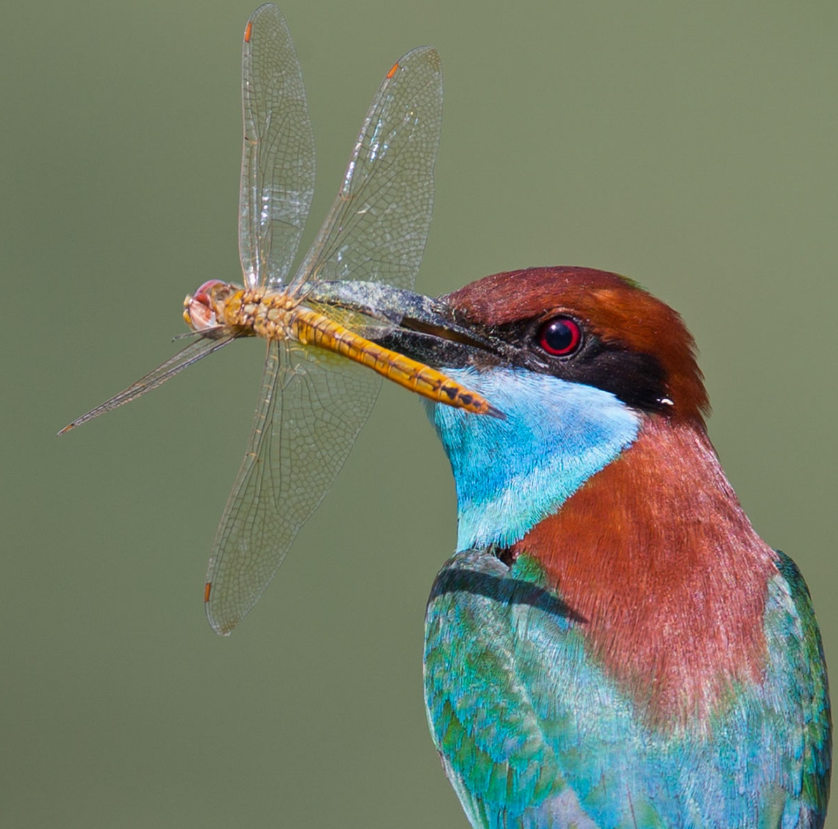 Guess the name of the bird🥰 
#birds #nature #photography 
#birding #birdwatching #LovelyBirdsInChina