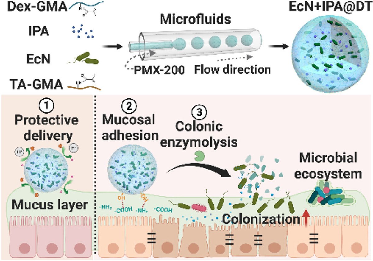 Microfluidic-based multifunctional microspheres for enhanced oral co-delivery of probiotics and postbiotics sciencedirect.com/science/articl…