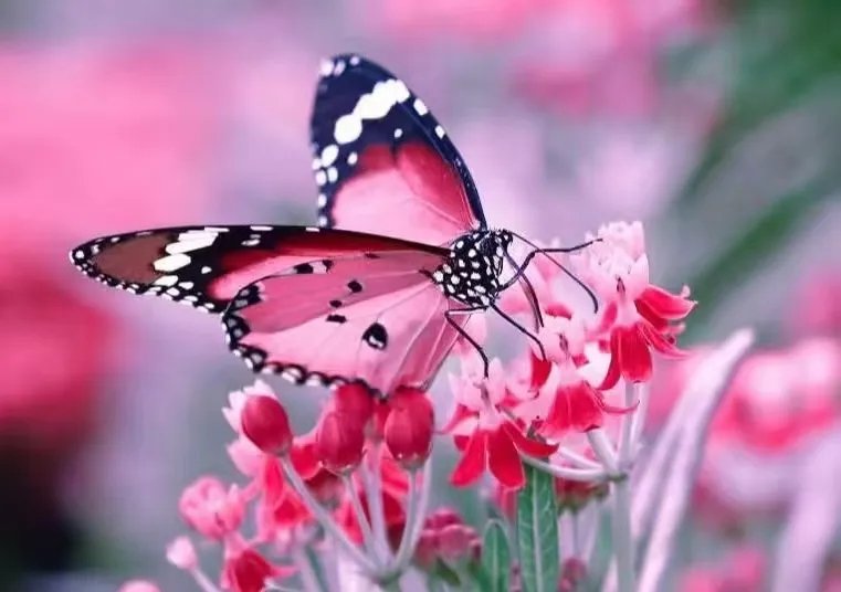 _Nature_View's tweet photo. #NatureBeauty #عيد_الفطر #هلال_شوال https://t.co/9PSMqoDgOv