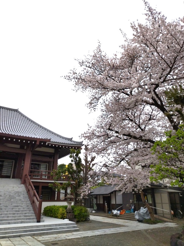 【げんげ忌】 4月６日、東京都台東区谷中にある全生庵禅道場でげんげ忌(菅原克己の会)が開催されました。 先月「ライブ文学館 ・『ブラザー軒』の詩人菅原克己の詩を歌う」を開催したことから、当館からも担当者が出席しました。 こちらのお寺の共同墓地に菅原克己さんとご夫人が眠っているそうです。