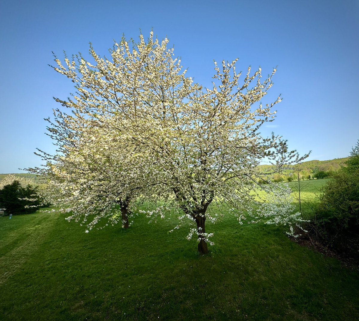 Room with a view 🥰🌸#gutenmorgenausderarbeit #doconduty #springtime