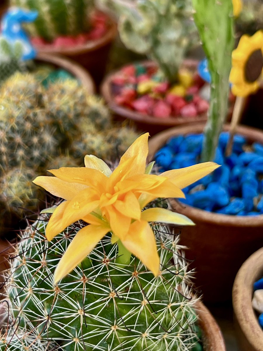 Flor de #cactus #sdimate #naturaleza #fotografia
