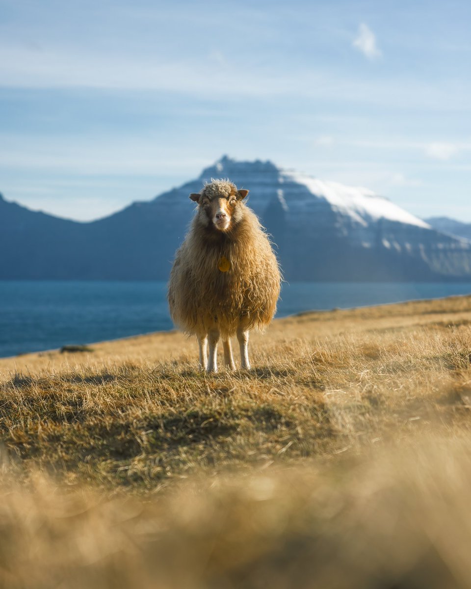 The icon of the #Faroeislands 🐏