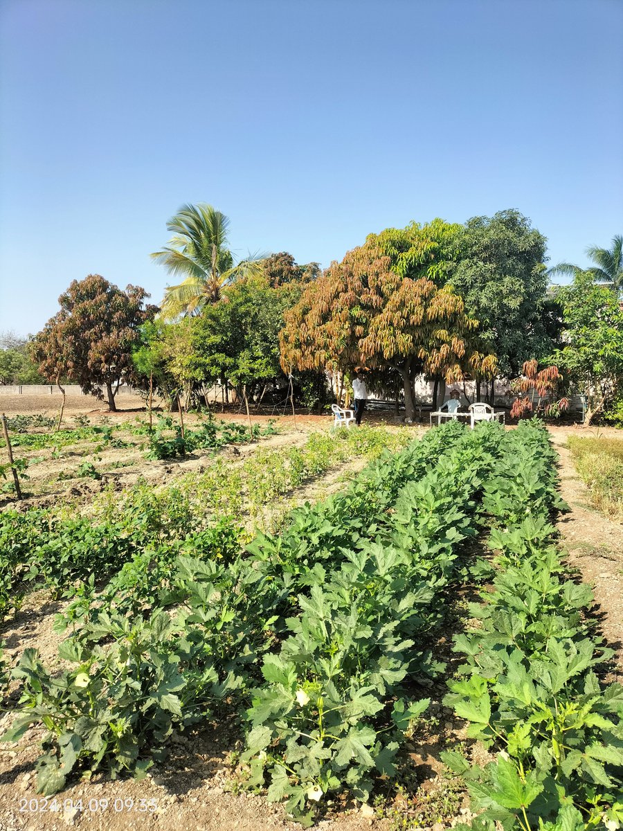 jagdishgojiya's tweet photo. આ વર્ષે આંબામાં મોર નથી આવ્યાં એટલે વર્ષ માં ૨ વખત કોર મૂકશે એક વખત અત્યારે અને ફરી ભાદરવા મહિનામાં એટલે આંબાના નાના ઝાડ ને ફાયદો થશે....🌳🌳
#B_positive https://t.co/RBCA6XyE5b