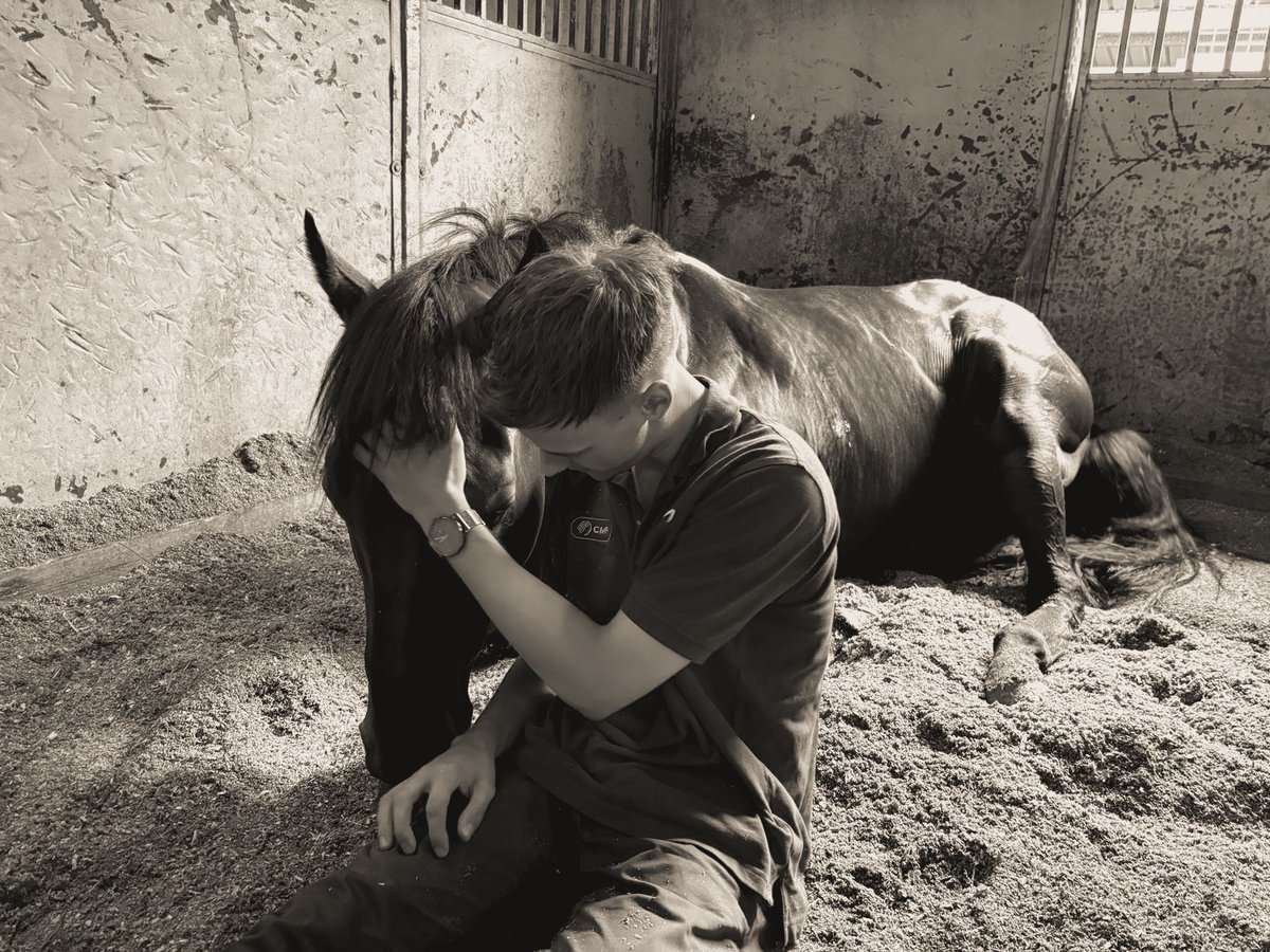 cmaherracing's tweet image. We're heartbroken to report that BRAVE MEAD suffered a catastrophic injury during a routine gallop at Warwick Farm this morning, and was euthanised at Randwick Equine once it was confirmed surgery wasn't an option.

He was a horse that spent time at most of our locations, making…