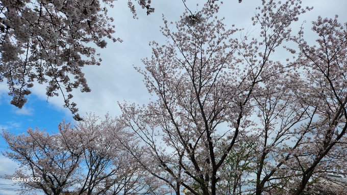「枯れ木 雲」のTwitter画像/イラスト(新着)