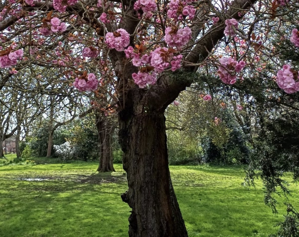 #GoodMorningEveryone #happyTuesday   More of a pretty one than a #thicktrunktuesday one but hope it still qualifies. Have a lovely day 🥰 #RichardsonDeesPark.  #Wallsend  #TuesdayFeeling