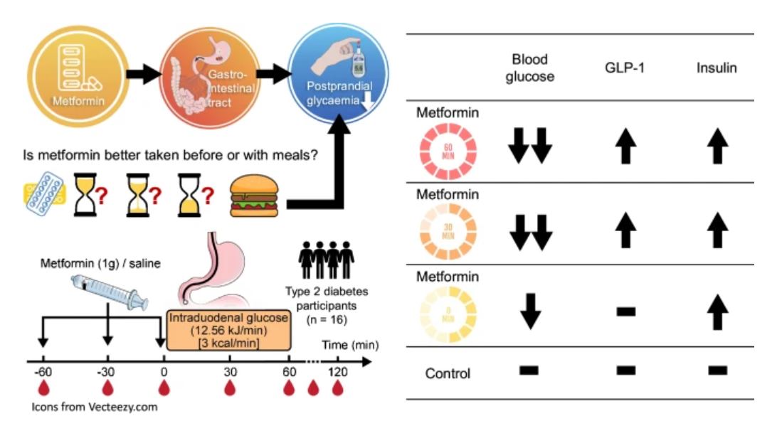 In people living with type 2 diabetes, ingestion of metformin before, rather than with, meals may enhance its glucose-lowering efficacy by stimulating the secretion of the gut hormone glucagon-like peptide 1 #T2D #Diabetes #MedTwitter tinyurl.com/3bs9vvhc 🔓
