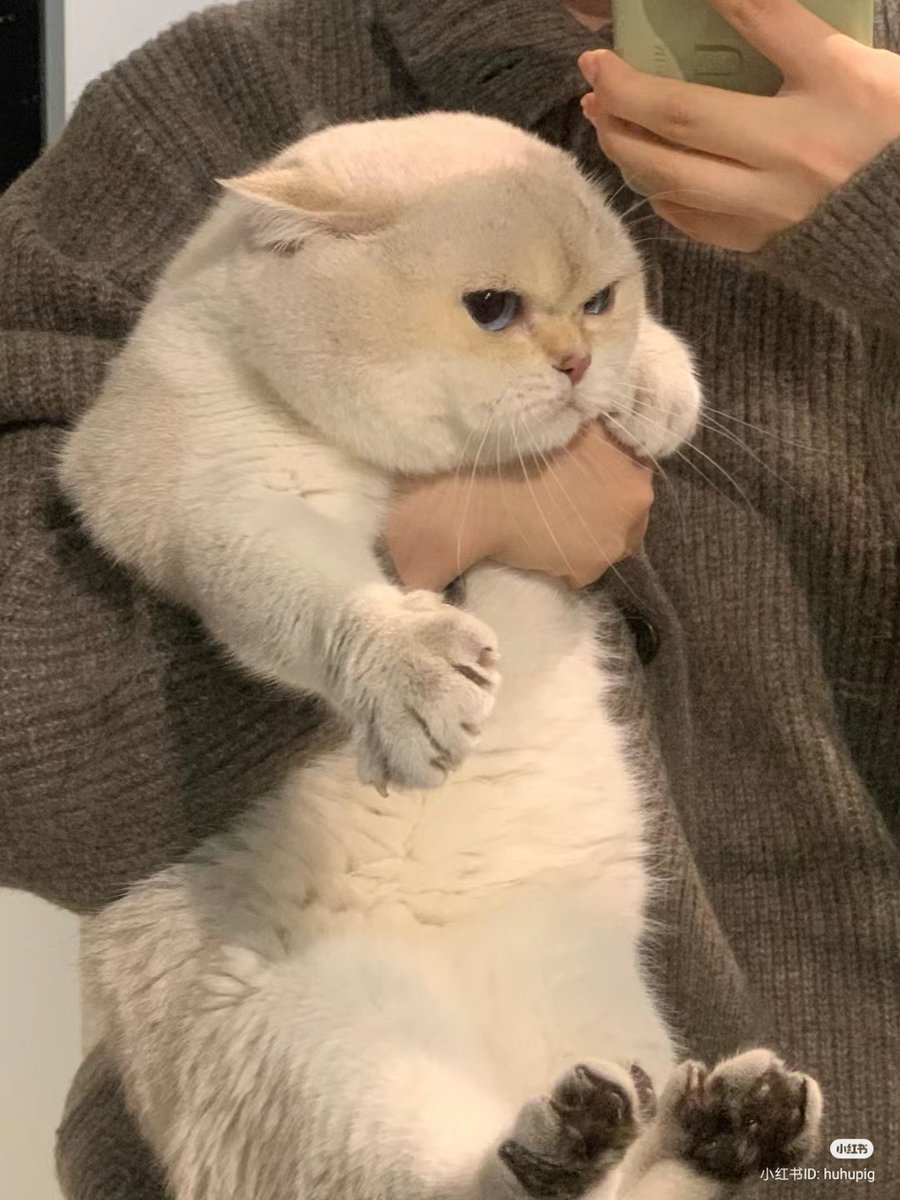 nocontextscats's tweet photo. 😡 https://t.co/SctOyr26a5
