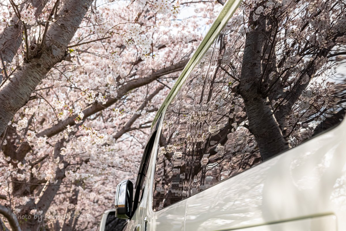 monta55_88's tweet photo. #桜 ギリギリ間に合ったー https://t.co/CV2hFru3Vz