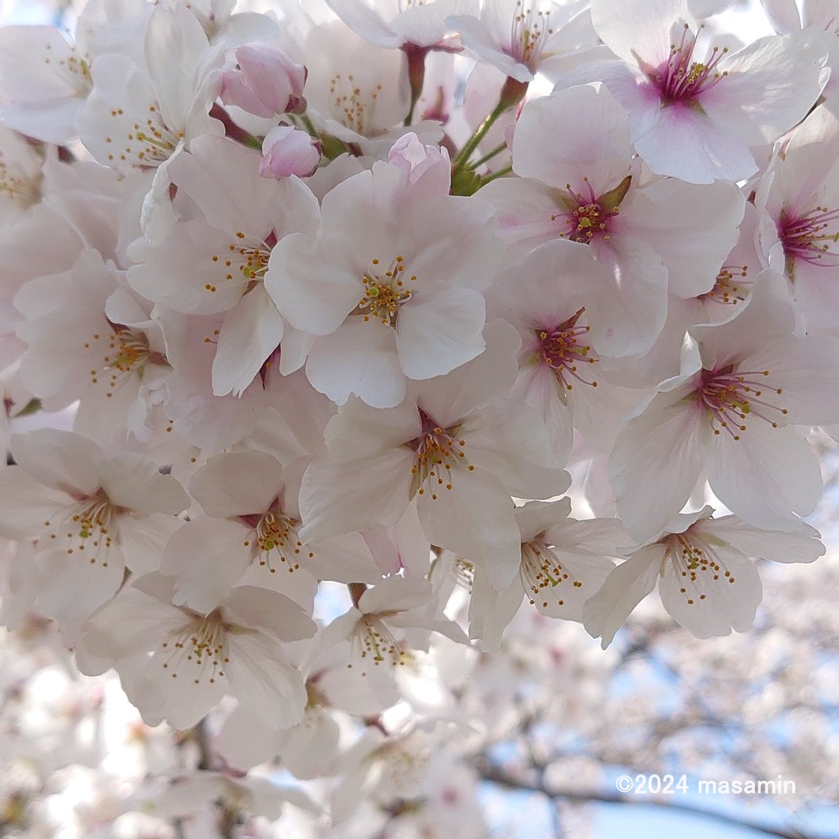 #ソメイヨシノ （染井吉野）
Cerasus × yedoensis 'Somei-yoshino'

#枚方市内にて on Apr 7, 2024