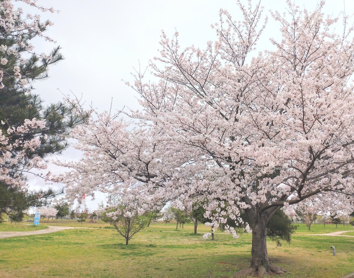 ありがとうございます✨

昨日仕事で、茨城県の神栖市まで行き🚗💨神栖中央公園で休憩中、沢山の桜が咲いていたので携帯でパシャリ🌸
あいにくの曇り空でしたがとても綺麗でした🌸🤩

怪談も頑張ります👻✨