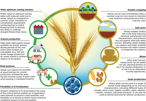 In light of decreasing wheat area in important parts of the world, Romulo Lollato @KSUWheat and colleagues took the challenge of reviewing all the benefits that wheat brings to crop rotations. Find the review here: doi.org/10.1016/bs.agr… Romulo is chair of our Agronomy EWG.