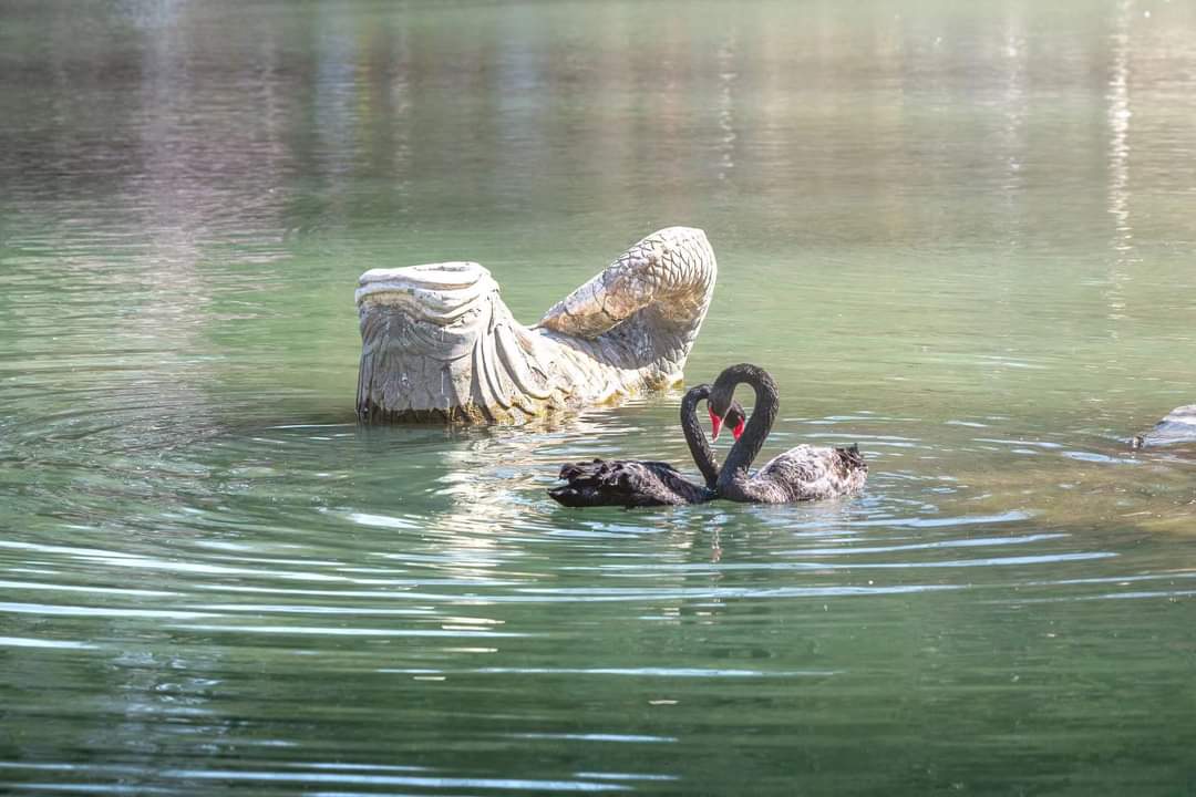 A swan couple at #WeimingLake is giving love signals. Enjoy this #PKUinSpring sweet moment with our Roll-tailed Stone Fish together! 🦢💗 #PKUCampus
#Eclipse2024 #คัลแลนพี่จอง #SolarEclipse2024 #SolarEclipse #GudiPadwa