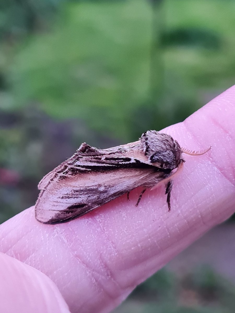 10:7 last night. Again, it was ruined by the very windy conditions that weren't supposed to materialise until this morning.
  Only nfy was this rather lovely Swallow prominent.
 Another earlier than expected moth.
S Monmouthshire 
#mothsmatter #vc35