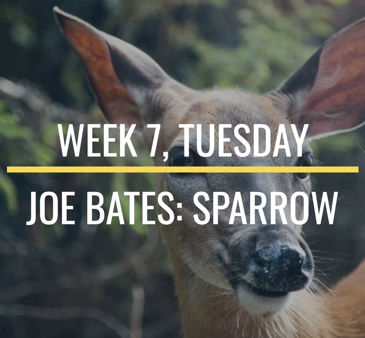 🎧🎶🎧#55daysoflistening🎧🎶🎧 Week 7, Tuesday & @Music_at_York's own @josephmbates today, with 'Sparrow', commissioned in 2020 by @RiotEns. Small bird, big instrument. Incidentally, a good week for Joe: PhD submitted, new CD @TerraInvisus, & @the_bsr support for Hyasynth!
