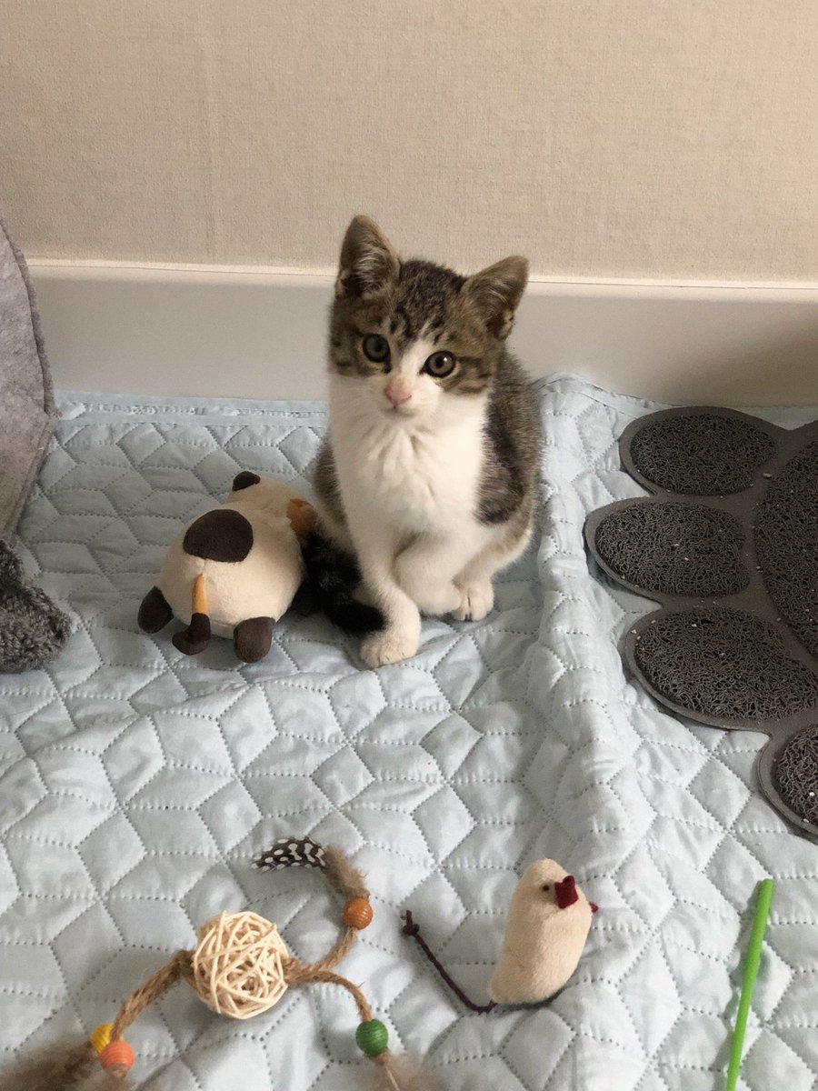 우리 하쿠의 이 자세는 아기 때부터임