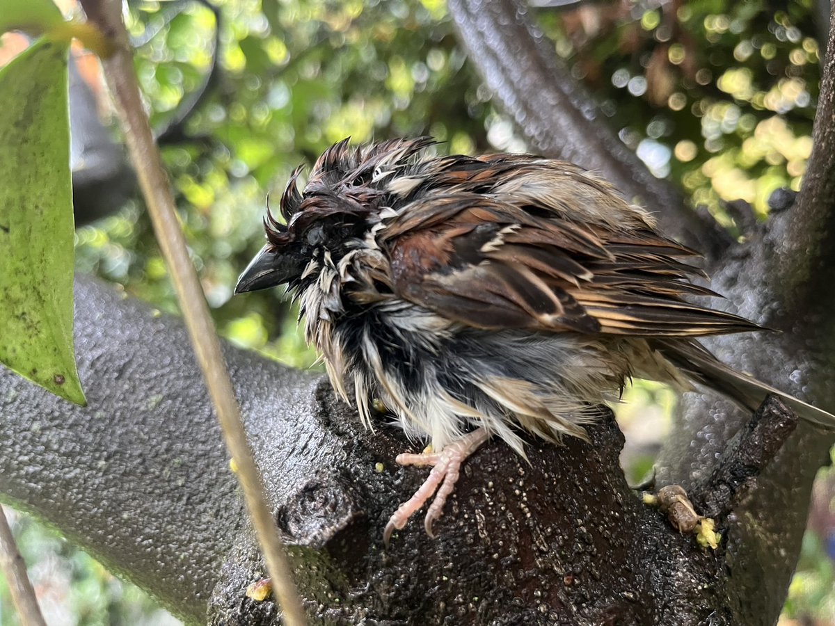 A sweet little 'happening' today. On my way to pick up cookies from the world famous @Monsta_Sweets, I happened upon a soaking wet sparrow in the middle of the road. He was freezing and unhappy, so I picked him up with no resistance and cupped him in my hands to warm up. After…