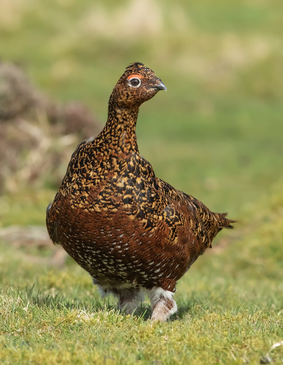 A female Red Grouse up on the moors in Weardale. Some lovely plumage in a brief sunny spell.