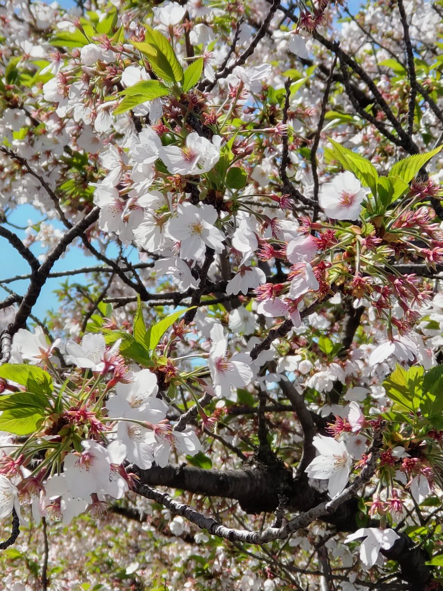2024年、桜の木 今年も綺麗な桜が見れて良かった！ 😆😆😆 #桜 #桜の木 #名古屋