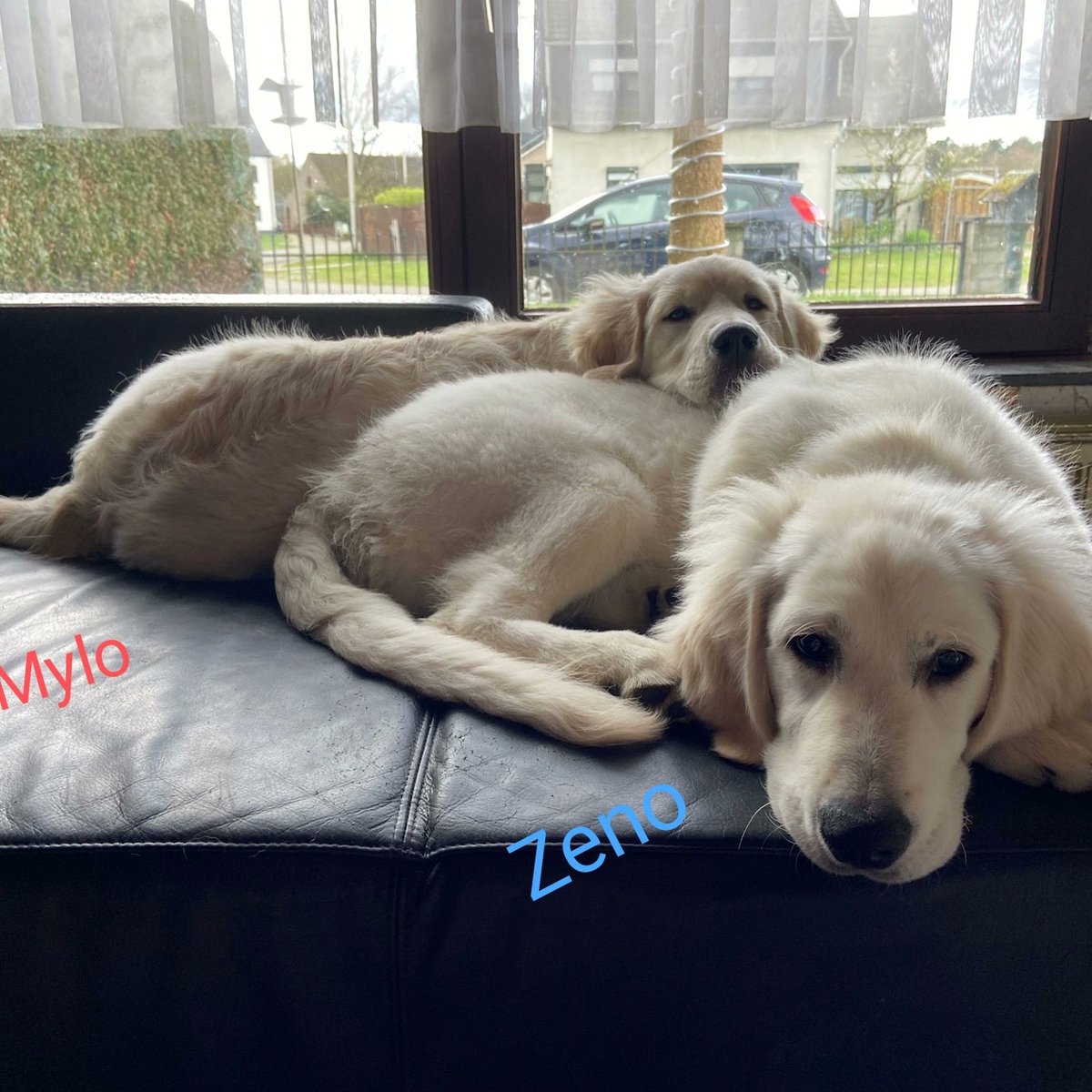 Happy #twoforTuesday, everyone! Look at our cuties on the couch! 🐕‍🦺🐕‍🦺 How they 've grown already! 🥰 #GoldenRetriever #dogs #brothers #couchpotatoes