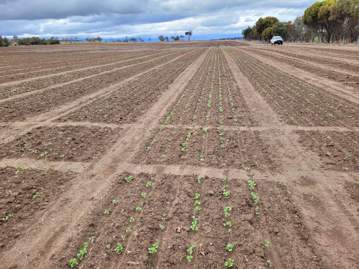 Boorowa NSW 2024 @PacificSeeds Winter Canola Trials emerging nicely with good plant numbers. Well done @kalyx_australia @ResearchAgro72 Be there next week for Drone flights and formal plant counts 👍🏻⛈️ @schilgee @AgingAgro @danrollsroyce @schilgee @AgroJAK @CSIRO #QualityResearch