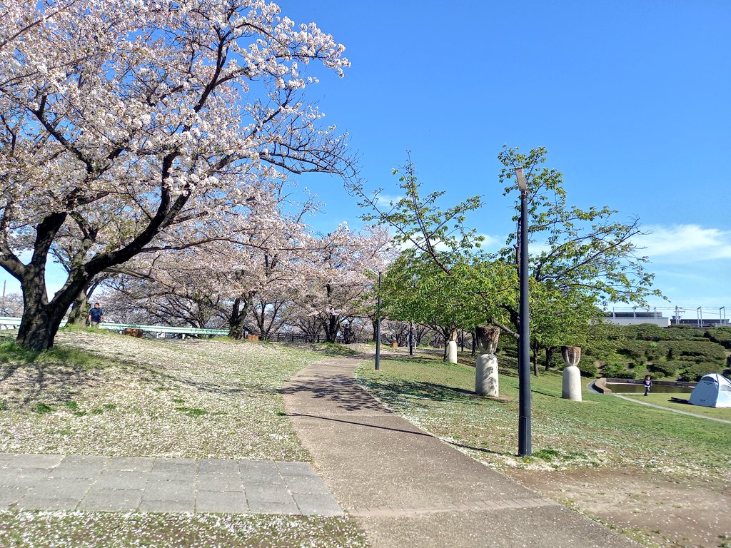 桜の絨毯