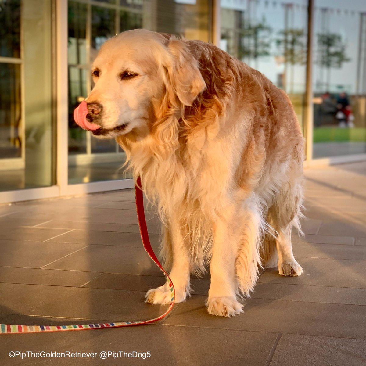 🌤️🐶😝

#TongueOutTuesday is the best day of the week. It licks ’em all! 👅

#GRC #DogsOfX 
#GoldenRetrievers 🐕😀🐾