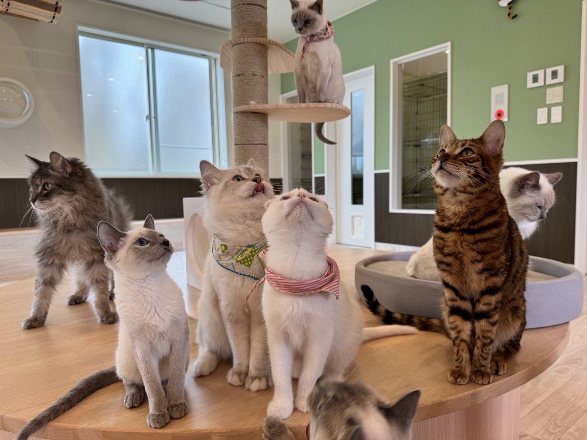 つくばわんわんランド に日本最大級のねこハウスがオープン