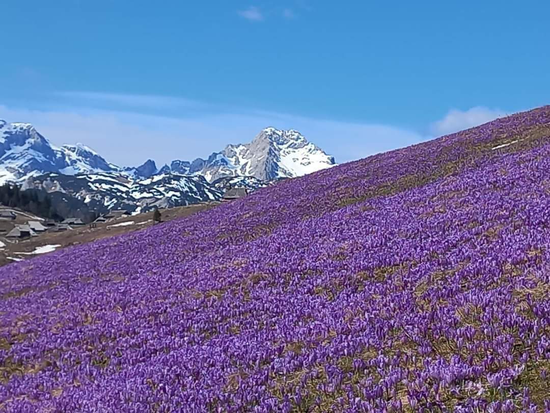 Velika planina v cvetju🥰