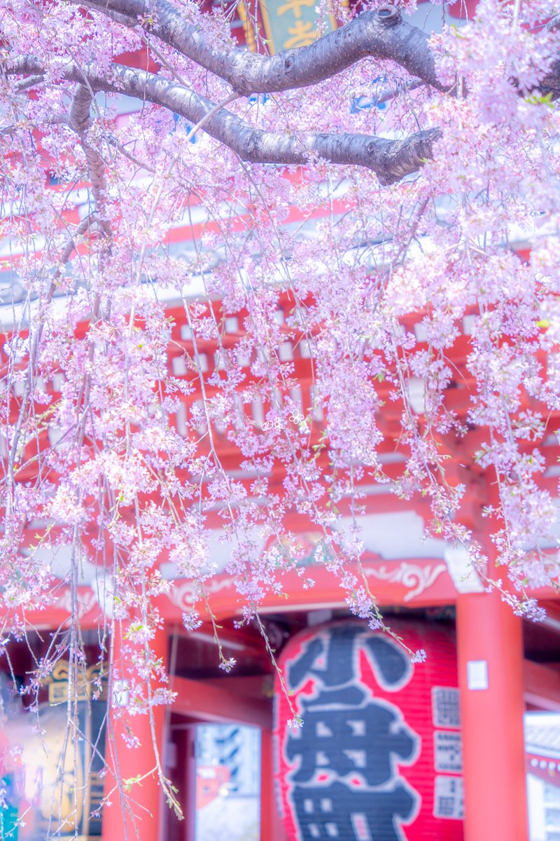 浅草寺 桜のカーテン