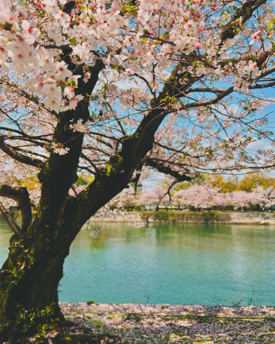 beautiful Sakura at Peace Memorial Park🌸
#hiroshima #sakura #tourguide #japan