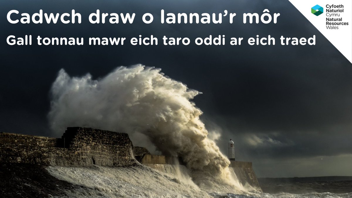 Mae rhybuddion llifogydd llanw ar waith ar gyfer Aber Gwy rhwng 8 ac 8.30 bore yma, a rhwng 11am a 12.30pm yn Ffynnongroyw, Bae Cinmel, Llanddulas a Llanfairfechan oherwydd Llanw Gwanwyn uchel â gwyntoedd cryf disgwyliedig. Ewch i orlo.uk/wDPyI am fwy o wybodaeth