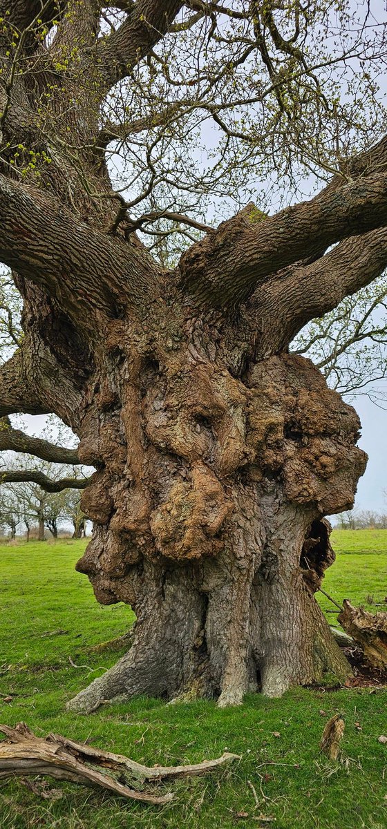 Good morning everyone. ##TreeOfTheDay no.772 and a very happy #thicktrunktuesday