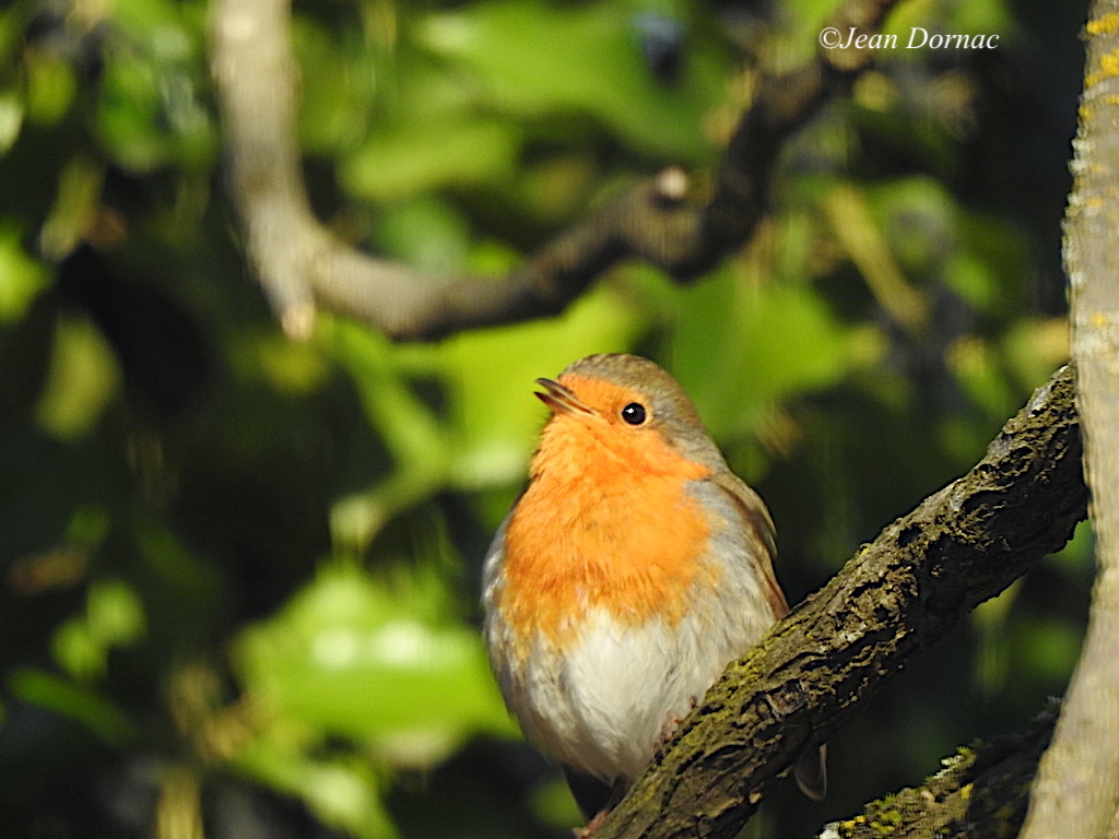 JeanDornac's tweet photo. Et voici une autre jolie petite vie, rouge-gorge qui bec entrouvert appelle sans doute les siens... #jolie #petite #vie #rougegorge #bec #entrouvert #appelle #siens #2019 #parc #têteOr #Lyon https://t.co/pg1DfpAAJO