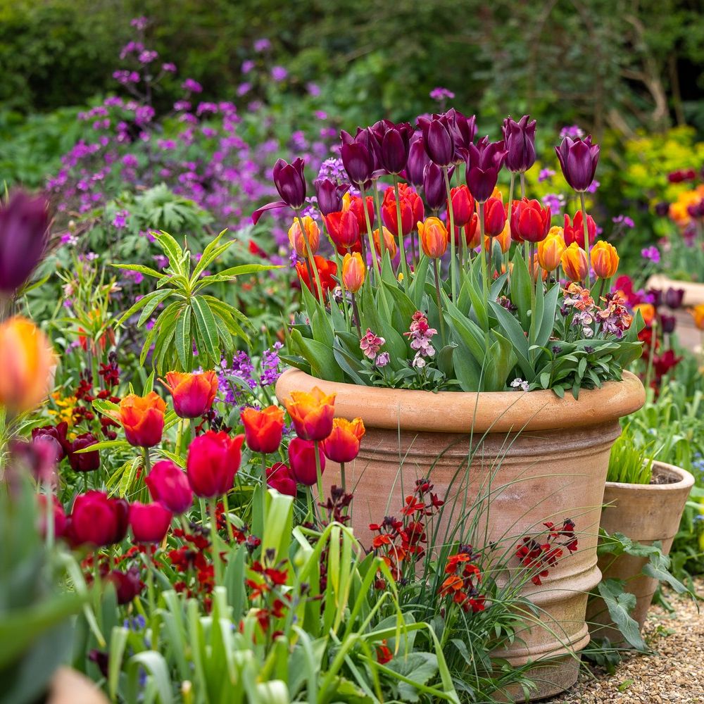 Feeling inspired by beautiful tulip displays? Head to our website for tips from partner Sarah Raven on creating a showstopping display in your spring garden👇️ ngs.org.uk/how-to-create-… #tulip #spring #april #garden #gardendesign #gardeninspiration #gardenlove