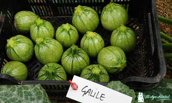 🆙Las especialidades en calabacín redondo, blanco o amarillo se abren paso como alternativa 📝agroautentico.com/2024/04/las-es… 📌#Calabacín redondo en diferentes colores, como el amarillo, el verde oscuro o el verde claro; y cilíndrico alargado blanco, amarillo o verde intenso. Son las…