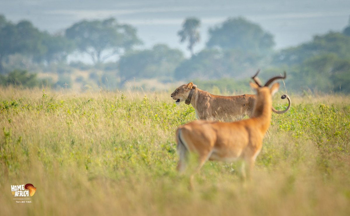 A curious encounter, food observing the hunter!! fro a safe distance of course😄

#ExploreUganda #HomeToAfricaTours #antelope #lioness #lion