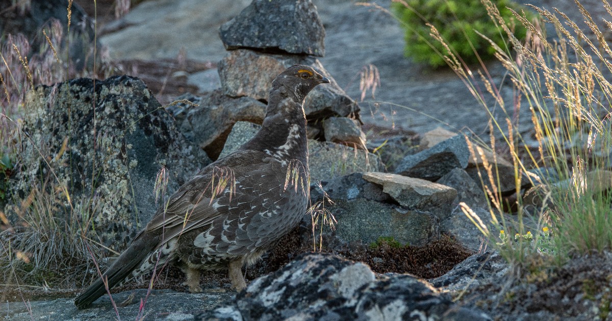 Can you spot the feathered friend hidden amongst the rocks in this photo? We spy a dusky grouse, seen in the Wycliffe Buttes area! These remarkably well camouflaged birds will hide from predators by sitting completely still, blending in with their surroundings. 📸 Steve Hilts