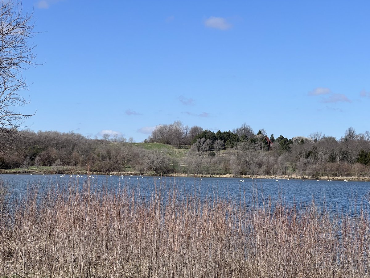 lautterback33's tweet image. This morning was a pleasant surprise @lake_cunningham. There were so many beautiful American white pelicans throughout the lake. I also saw a Blue Heron.