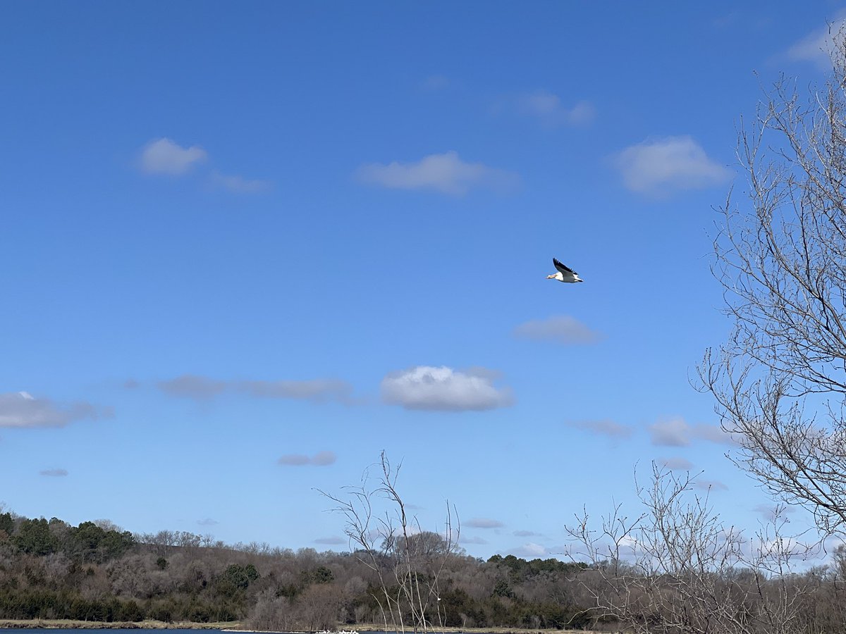 lautterback33's tweet image. This morning was a pleasant surprise @lake_cunningham. There were so many beautiful American white pelicans throughout the lake. I also saw a Blue Heron.
